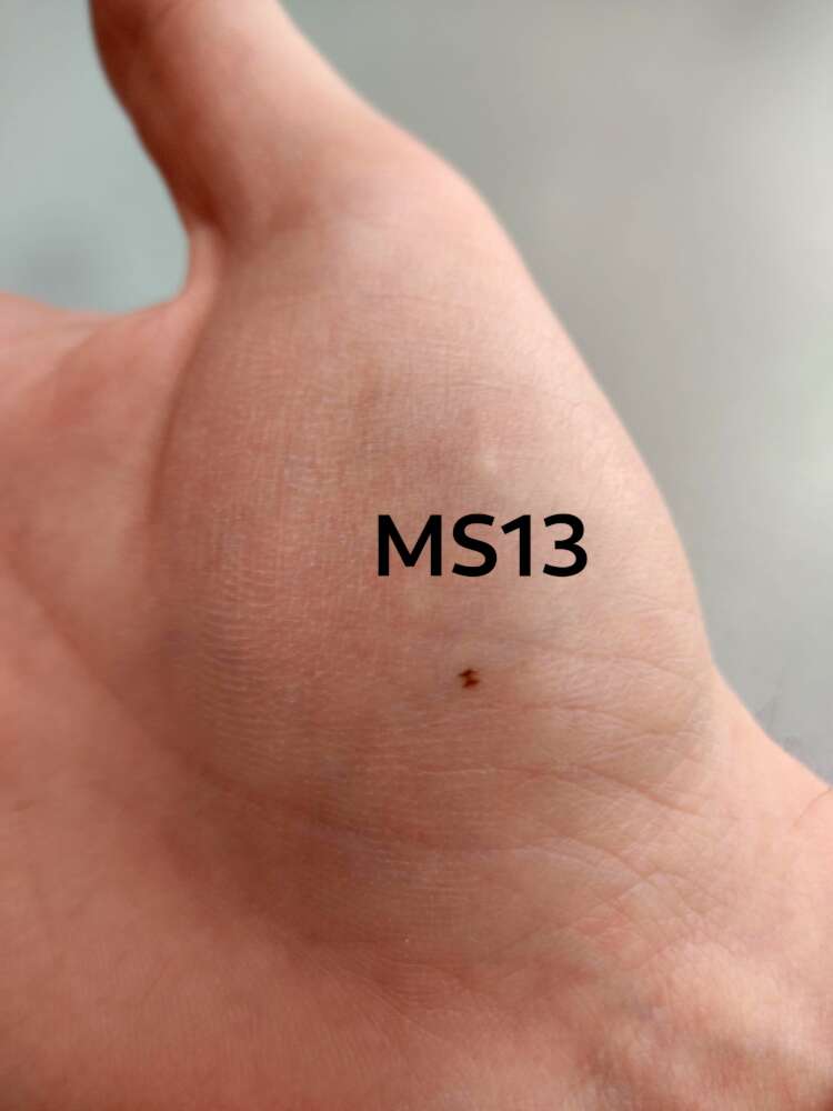 MS13